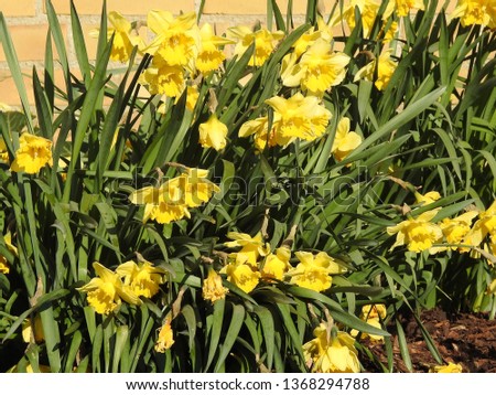  Close up of messy bunch of daffodils         