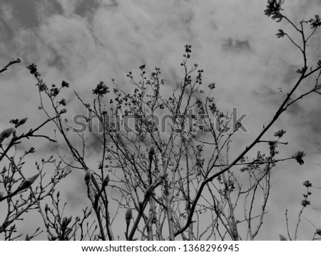 Black who’re and grey Flowers/Branches