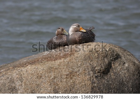 Flying Steamer-Duck (Tachyeres patachonicus) female (left) and male (right) resting on a rock in Ushuaia, Tierra Del Fuego, Argentina. Royalty-Free Stock Photo #136829978