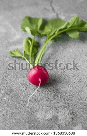 Freshly harvested, purple colorful radish on gray concrete background. Growing radish. Growing vegetables. Seasonal Cooking, food styling. European red radishes (Raphanus sativus). raw foods concept