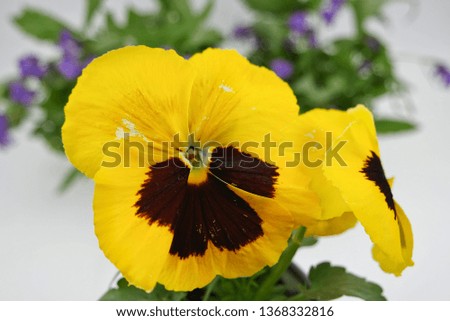 Yellow pansy flower on the white- green background