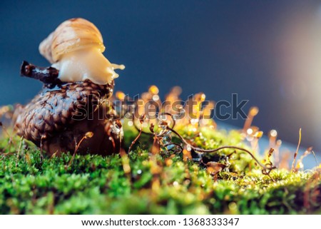 Big and small snail crawling on the moss acorn drops dew in the spring