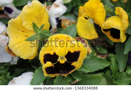 Types of garden pansy and colors  