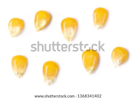 Set yellow grain corn isolated on white background, for popcorn, top view and macro 