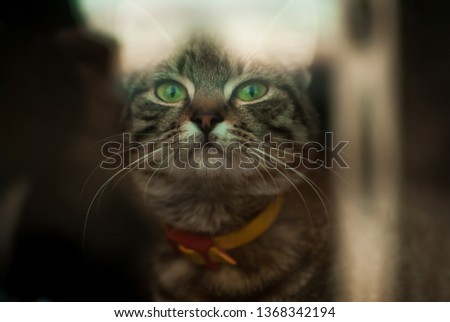 
picture of a cat through the window