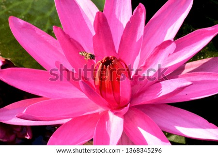Lotus and bee are very balance nature in the pond at the garden, Good photos and good fresh eyes.