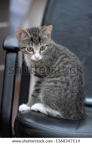 striped gray with white kitten on the chair