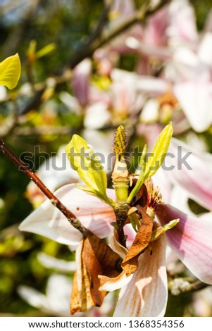 Magnolia flourishing in spring in a garden shot taken with macro lens