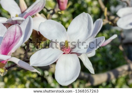 Close up of a Kobushi magnolia in spring