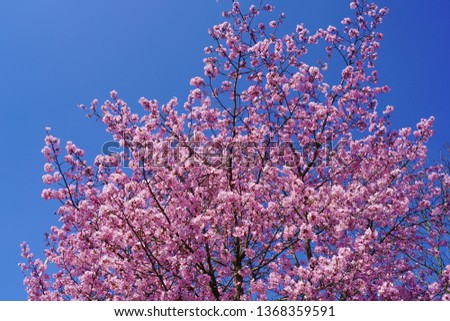 macro closeup of spring pink purple yellow white apple (cherry) blossoms flowers branch isolated on white
