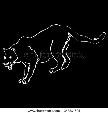 Isolated vector illustration. Hand drawn linear doodle sketch of a black panther. White silhouette on black background.