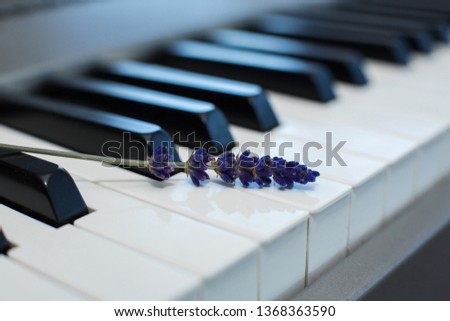 sprig of fresh lavender on the piano keys.