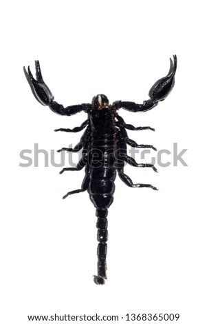 Black scorpion, isolate on a white background