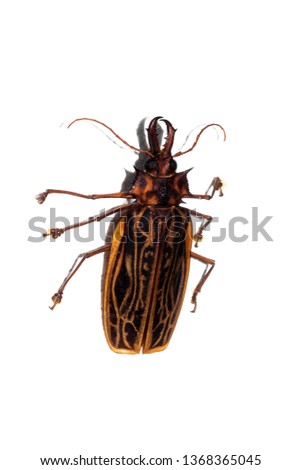 Big brown beetle, isolate on a white background, macrobontia