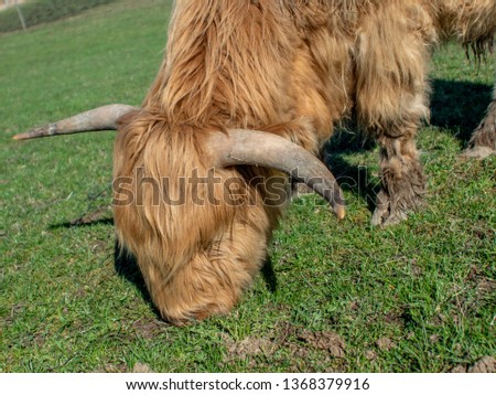 A scottish highland bull grazing in a meadow in Switzerland