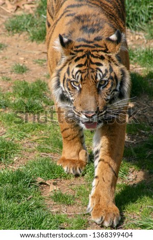 A large orange and black striped Bengal tiger is walking in the grass toward the viewer.