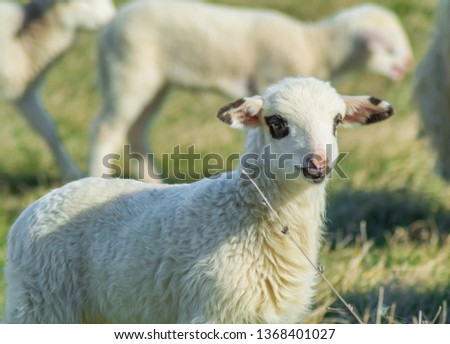 A young lamb looking forward after his mom. Lamb isolated in green field. Curious young lambkin in a meadow in spring season.