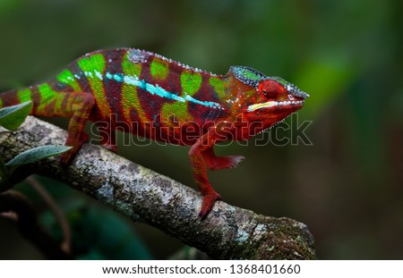 Colorful panther chameleon