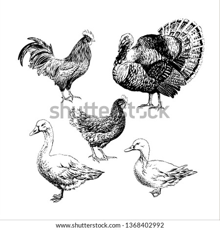 Set of Farm birds - rooster, chicken, turkey, goose, duck. Engraving style