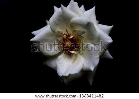 blooming white rose and water