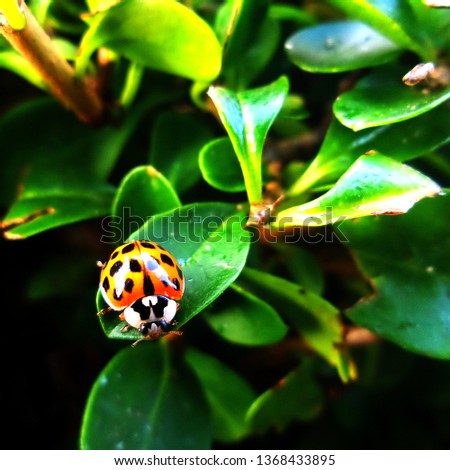 A stylised high contrast picture of a ladybird/ladybug amongst leaves. Not really macro but a shallow depth of field has thrown the background out of focus.