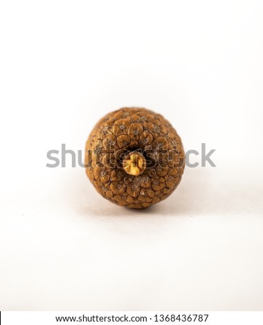 pinecone with white background