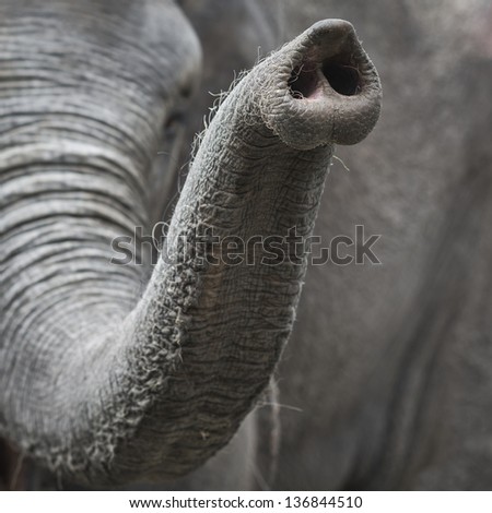 Elephants trunk close shot Royalty-Free Stock Photo #136844510