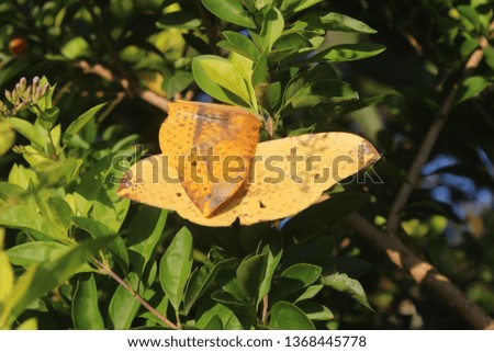 
two butterflies perched on a tree