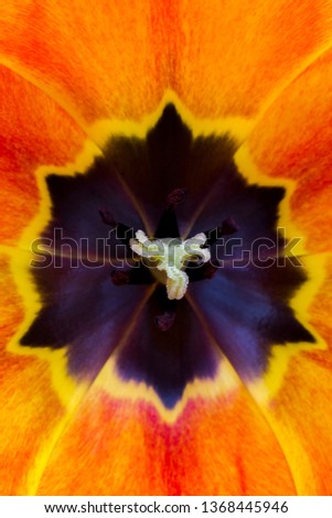 Interior of a red tulip