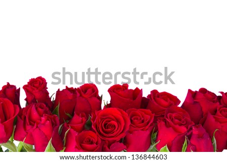 border  of fresh red garden roses  isolated on white background