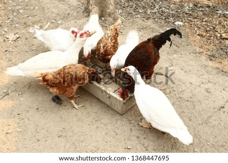 Group ducks and chickens eating from a box in false acoustic Chiang Rai Thailand