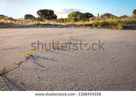 Crack in dry sand surface, weeds, beautiful morning light