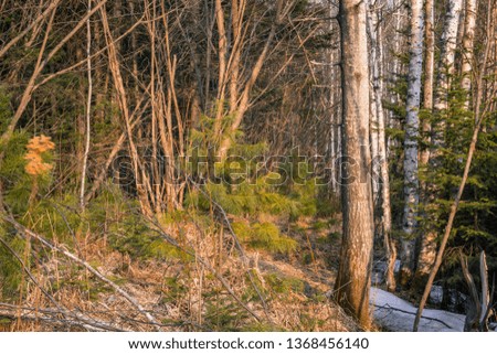 spring forest nature