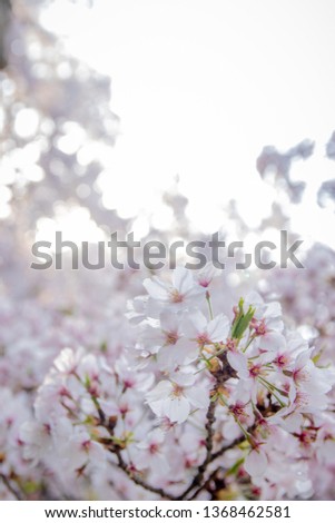 Pink Japanese cherry blossom blooming season under a ending winter