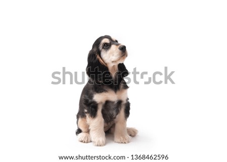 3 month old brown and tan colour English Cocker Spaniel puppy sitting down and looking up, isolated against a white background