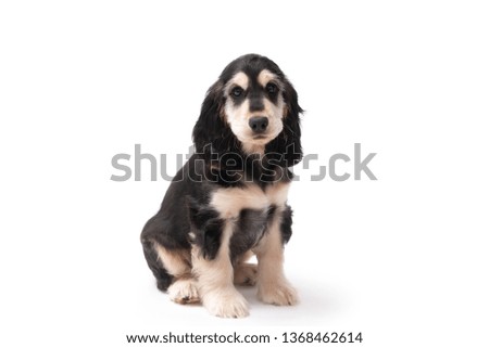 3 month old brown and tan colour English Cocker Spaniel puppy sitting down isolated against a white background