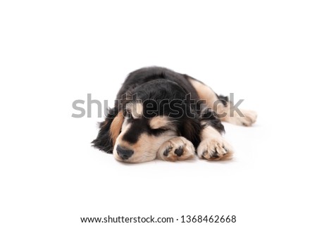 3 month old brown and tan colour English Cocker Spaniel puppy laying down sleeping isolated against a white background