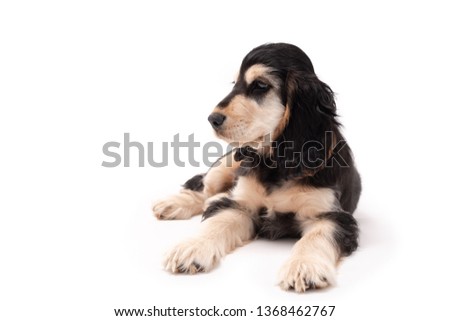 3 month old brown and tan colour English Cocker Spaniel puppy laying down isolated against a white background
