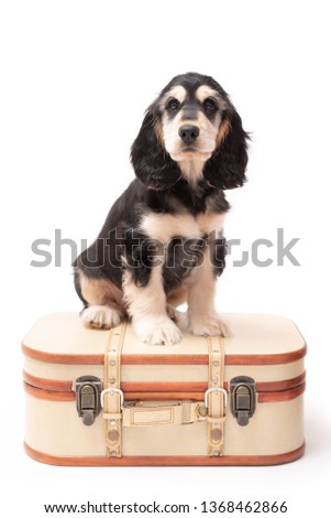 3 month old brown and tan colour English Cocker Spaniel puppy sitting down on a vintage suitcase, isolated against a white background