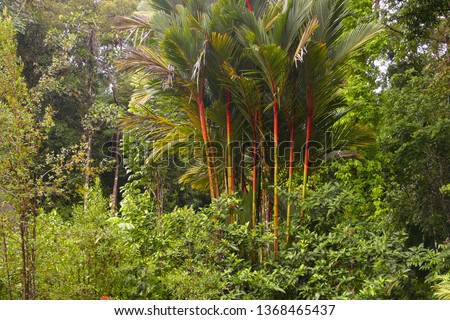 Beautiful coloured bamboo trees