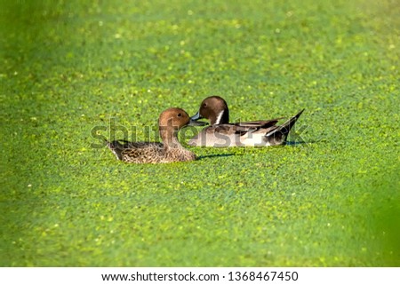 North Borneo Wandering Whistling-duck (endrocygna arcuata) playing in their habitats 