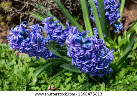 Purple Hyacinth in bloom during spring - image