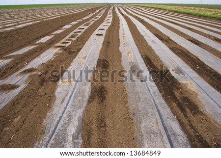 Ground with plastic protecting strips in field
