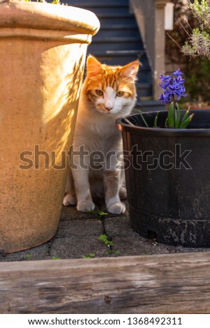 A beautiful and curious young white and orange cat intently watches something unseen in a spring patio garden.