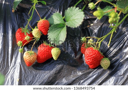 Strawberry fruit in Greenhouse