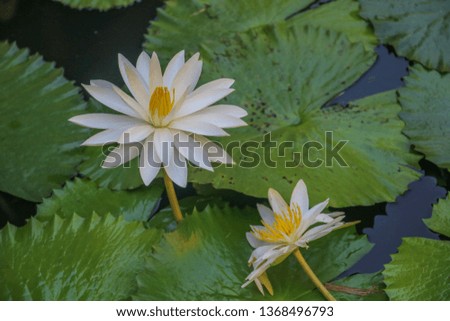 White Lotus in a Pond Blooming with Lily Pads in a Pond