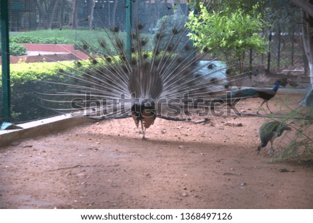 Peacock at a Zoo