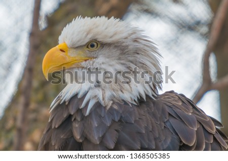 Bald eagle portrait taken at a zoo