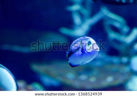 Blurry photo of a Blue Tang Fish Paracanthurus hepatus clear Aquarium