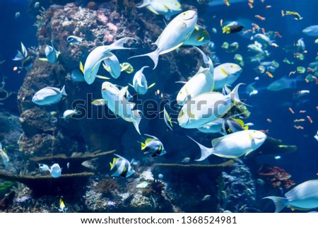 Blurry photo of a yellowfin surgeon fish Cuvier's surgeonfish in a large aquarium